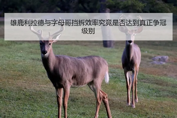 雄鹿利拉德与字母哥挡拆效率究竟是否达到真正争冠级别